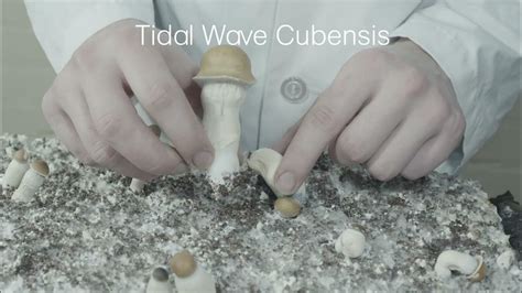 Tidal wave majic mushroom
